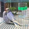Plastic Bird Automatic Drinker Automati Parrots Feeder Waterer Bird Water Dispenser  Parrots