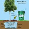 Система полива Tree I-V 6 шт. Оригинальная базовая корневая система подачи воды - Прочный самонесущий резервуар 5 галлонов с заполнением без рук - Вода