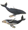 CollectA Humpback Whale Figure 88347