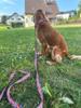 Adjustable Dog Collar Handmade FUZJA Adjustable Dog Collar Handmade FUZJA L: 40-55cm