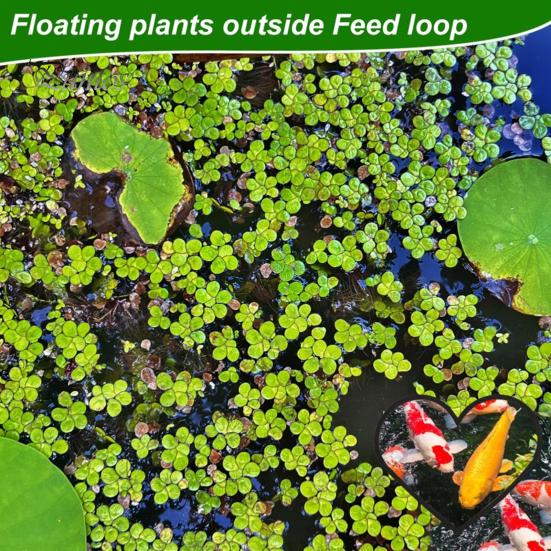 5 шт., кольцо для аквариумных плавающих растений, кольца для кормления рыб в форме сердца, кольцо для еды в аквариуме Betta, забор для растений, загон для хранения плавающих растений на месте