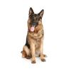 A0599# Vinyl Decal German Shepherd Dog Car Sticker Waterproof Accessories