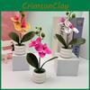 Potted Flower Phalaenopsis For Event Decor And Indoor Embellishment Home
