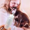 Cleaning Brush Pet Feeding Bottle Pet Nurser Bottle Kitten Milk Bottle Small Animals Water Bottle