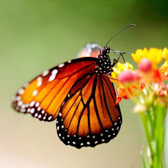 50x50 см 5D алмазная живопись полная квадратная бабочка Алмазная вышивка животные вышивка крестиком ремесленная художественное украшение дома