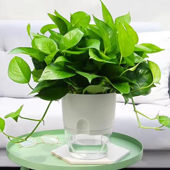 Цветочный горшок Yousheng с дренажными отверстиями, отверстием для залива воды, автоматическим самополивом, гидропонным цветочным горшком, прозрачным основанием, гидропонной посадкой