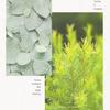 RYO Root:Gen Men's Customized Hair Loss Treatment Shampoo with Tea tree and Eucalyptus Scent, 515ml