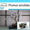 Подарочный набор - Бонсай - Дикая черная вишня - 30 семян - С подарочной коробкой, карточкой, этикеткой и субстратом для горшков - Prunus serulata