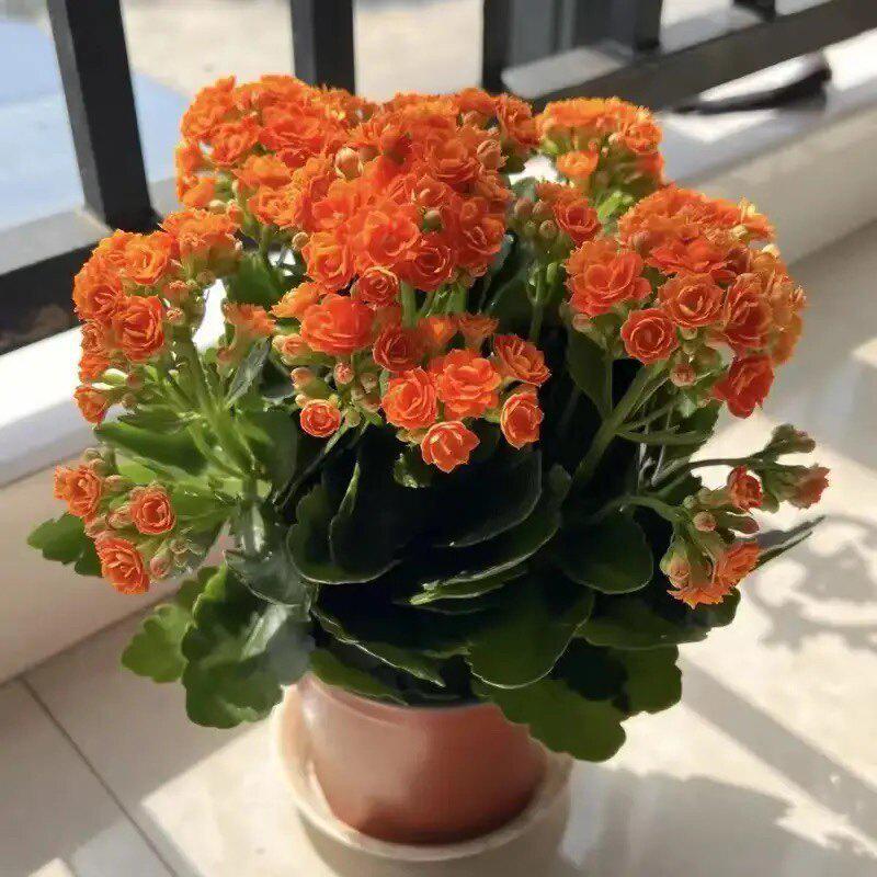 [Kalanchoe Double Petal] Four-Season Blooms Potted Plant for Indoor Balcony with Buds
