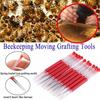 Plastic Insect Beekeeping Grafting Equipment Transfer Needle Grafting Tool Larva Apiculture