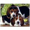 Diy Алмазная картина Американский фоксхаунд Полный круглый мозаичный декор Вышивка Крестом