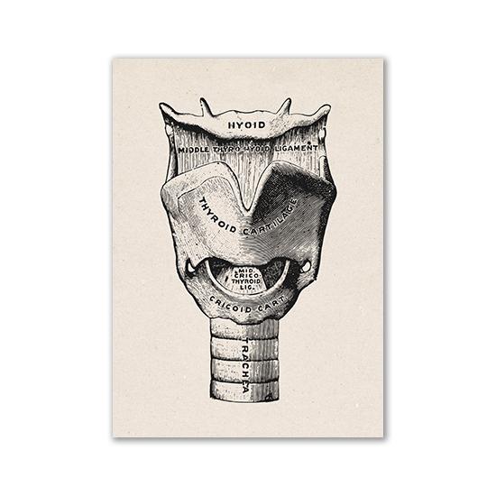 Vintage Human Anatomy Artwork Medical Wall Picture Muscle Skeleton Poster Canvas Art Print Education Hospital Pharmacy Paintings