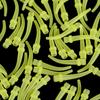 100 dona Stomatologik Materiallar Og'iz ichi Iz olish Aralashtirish Uchi Nasadkalar Stomatolog Mahsulotlari