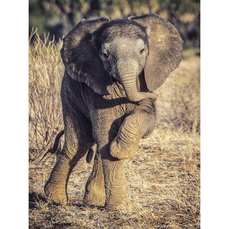 Слон DIY 5D алмазная живопись полная круглая дрель животное Алмазная вышивка крестиком мозаика наборы настенное искусство домашний декор