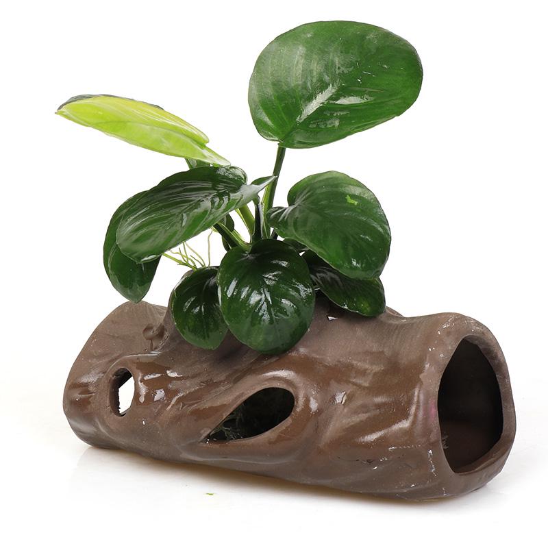 Aquatic Plant Moss Hideaway: Real Plant Jar for Fish & Shrimp
