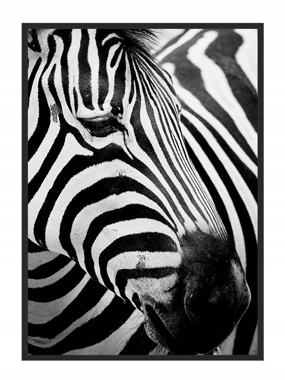 Picture poster In a frame 43x33 cm Zebra 7 P578