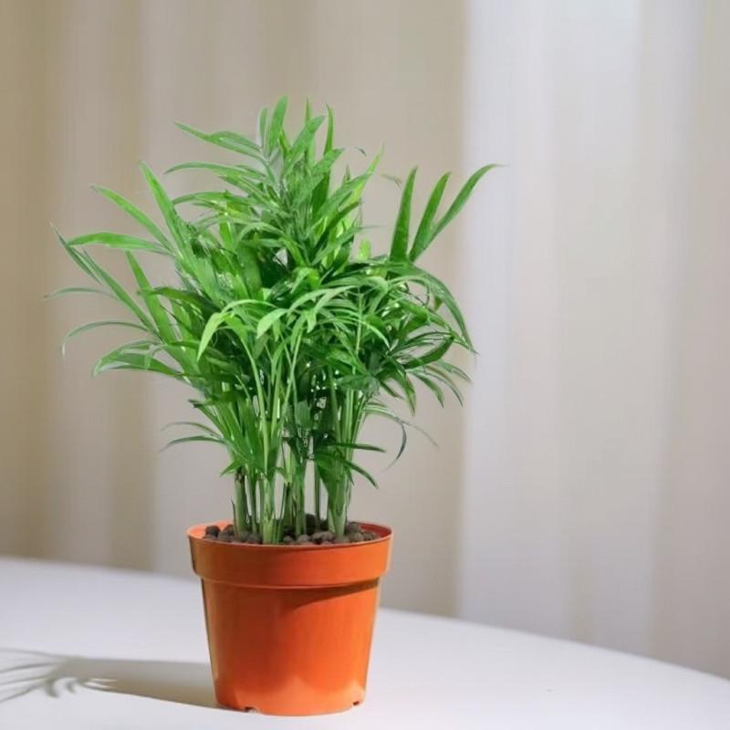 Miniature Cauliflower Pot with Hydroponic Plants: Areca Palm, Hawaiian Bamboo, Feather Bamboo