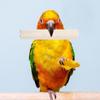 6Pcs Parrot Natural Chewing Stick Wood Bird Cage Accessory for Parakeet Cockatiel Chew Stimulation Warm Decor