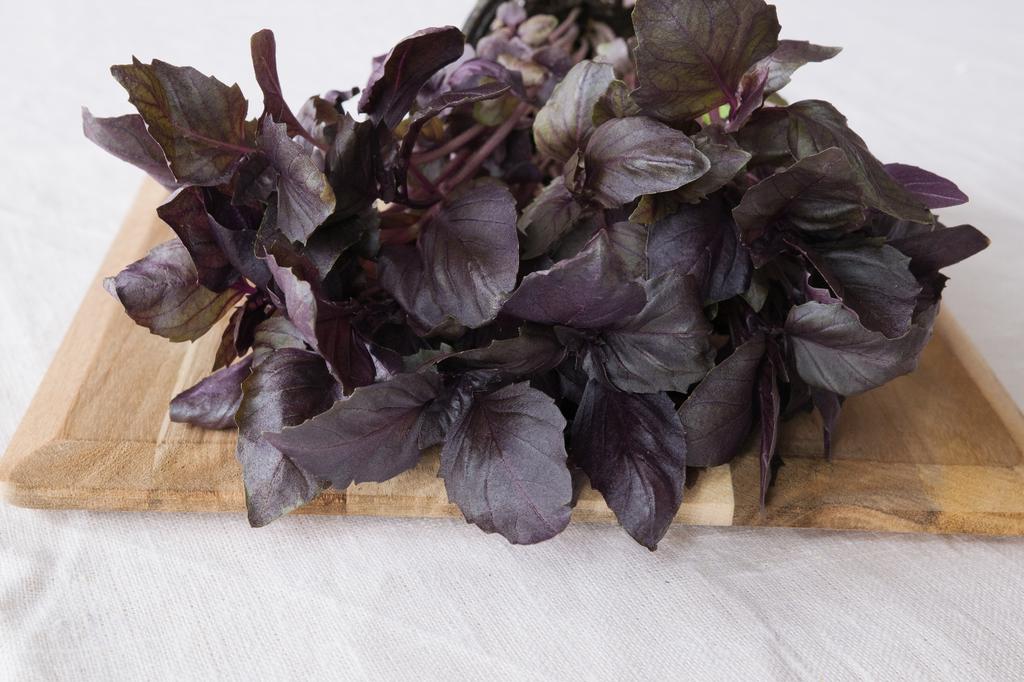 SAFLAX Garden in the Bag - Органический - Базилик красный - 400 семян - С субстратом в подходящем пакете - Ocimum basilicum