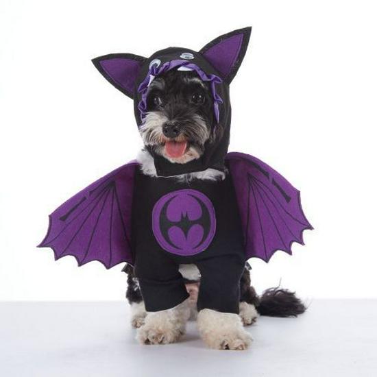 Funny Dog Halloween Costumes: Teddy Schnauzer Thor Transformation Outfit