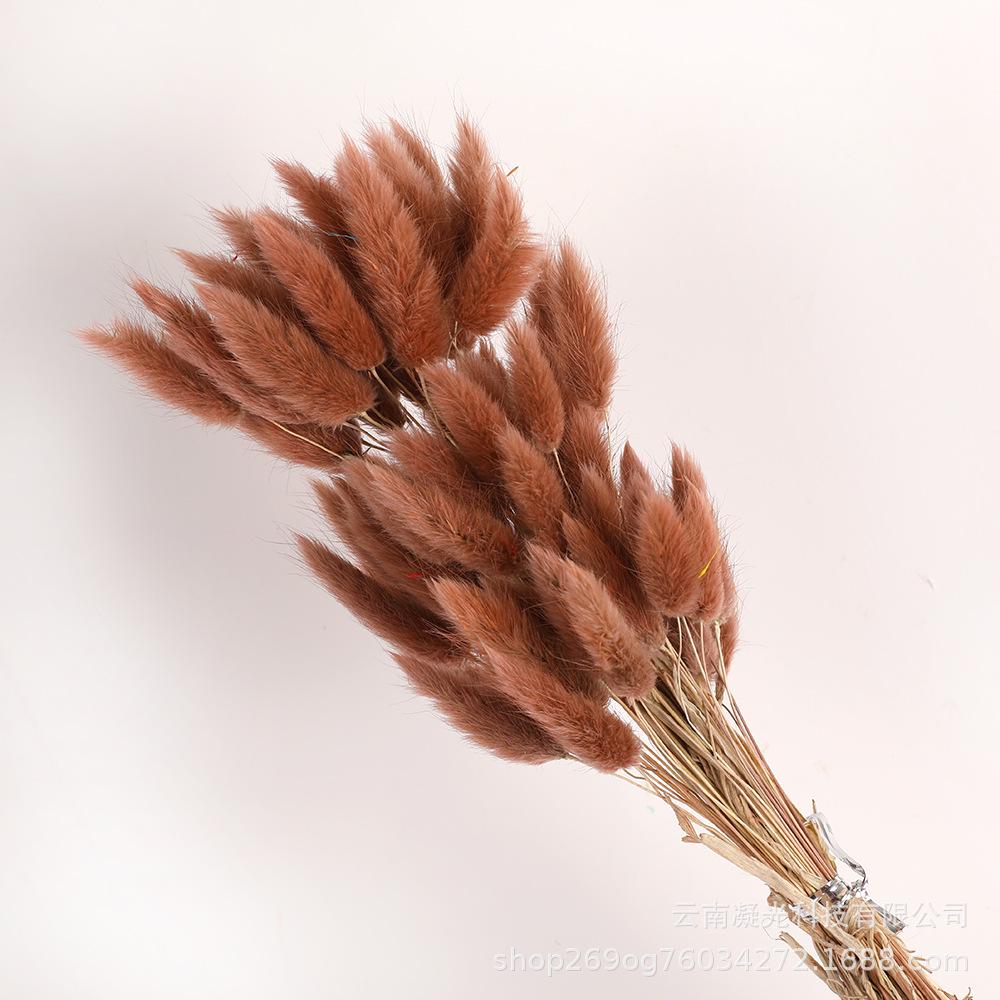Bunny Tail Grass Dried Bouquet: Decorative Dog Tail, Dried and Preserved Flowers for DIY Crafting
