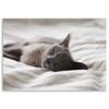 Canvas print, Sleeping Cat