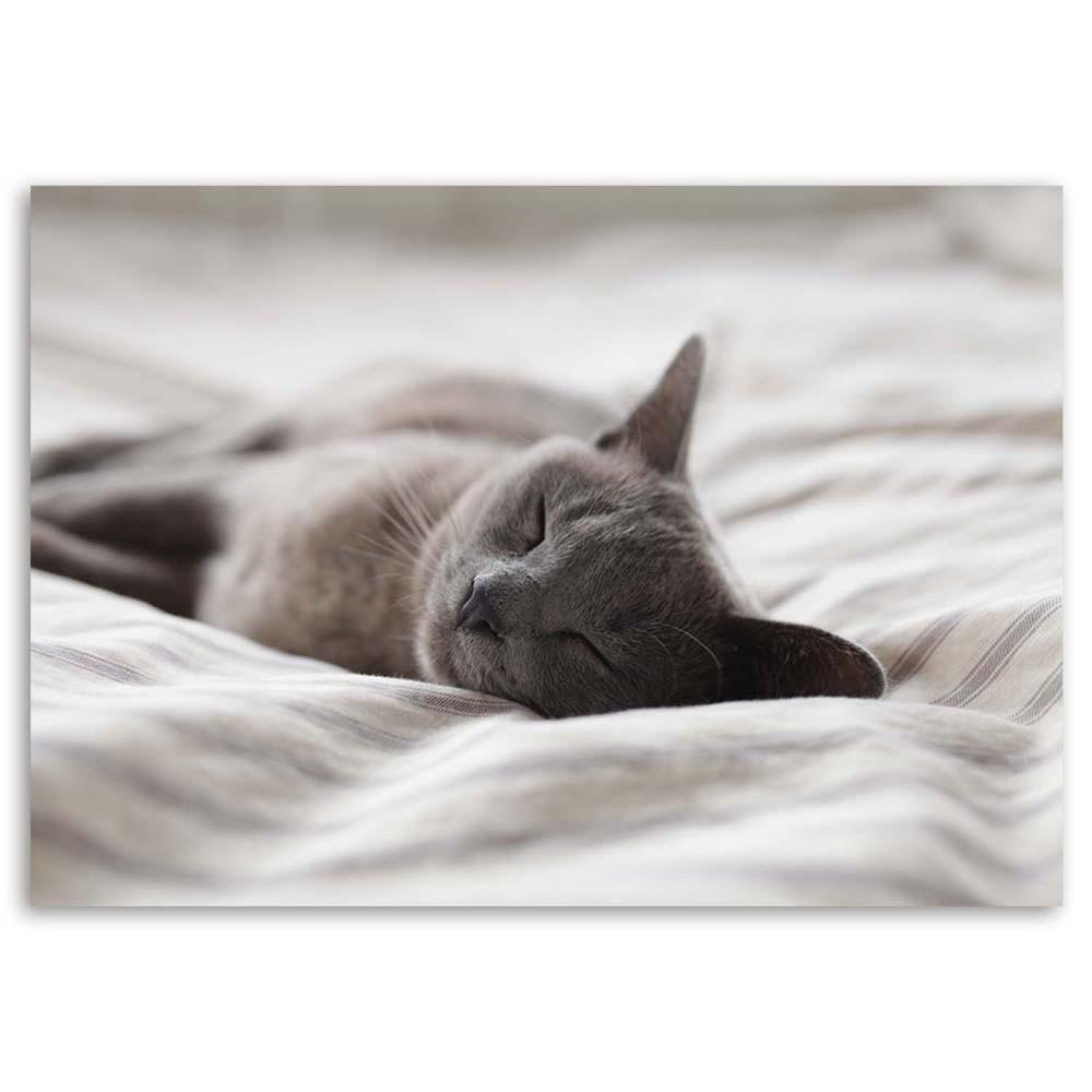 Canvas print, Sleeping Cat