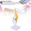 Anatomical Shape Human Knee Joint Model Functional Knee Ligament Model  Orthopedic Display