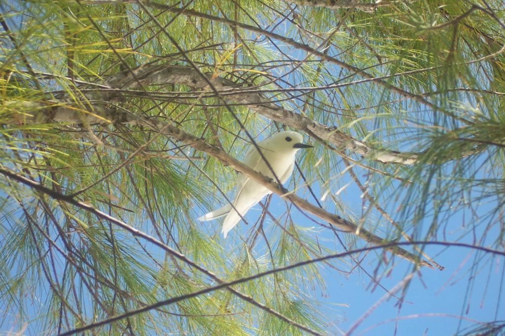 SAFLAX Хвощ полевой - 200 семян - Casuarina equisetifolia