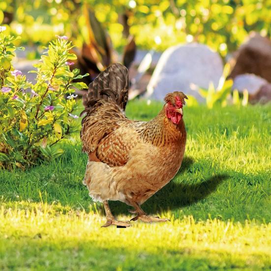 2 шт. курица садовая ставка куриный газон скульптура простая установка ручной работы акриловый куриный садовый орнамент крыльцо лужайка открытый двор декор