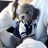 1 шт. Модная бейсбольная куртка для собаки в стиле Pet Ins, Модный и интересный дизайн вышивки с карманом для собаки, Одежда для кошек и собак на осень/зиму