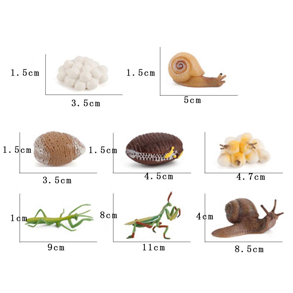 Kids Cognitive Snail Growth Cycle Cycle Mantis Figurine Praying Mantis Toy Life Cycle Figures