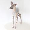 Moonlight Waltz Tulle Dress For Italian Greyhound & Whippet, Cute Fluffy Princess Skirt Pet Clothes For Dogs