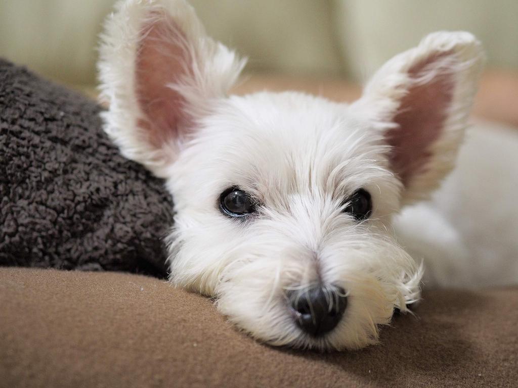 OM Single Focus Lens DIGITAL ED 75mm Black SYSTEM/Olympus M.ZUIKO F1.8