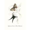 Vintage Butterflies poster Vintage Dead Leaf Butterfly Specimen Minimalist Wall  Print Canvas  Posters for Home Decor