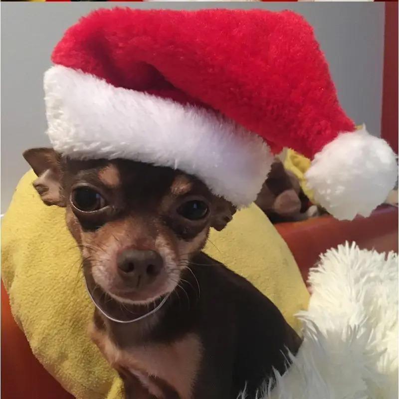1-20PCS Christmas Pet Hat Small Dog Santa Costume Cosplay Outfit Festive Pet Clothes New Year Holiday Party Decoration Supplies