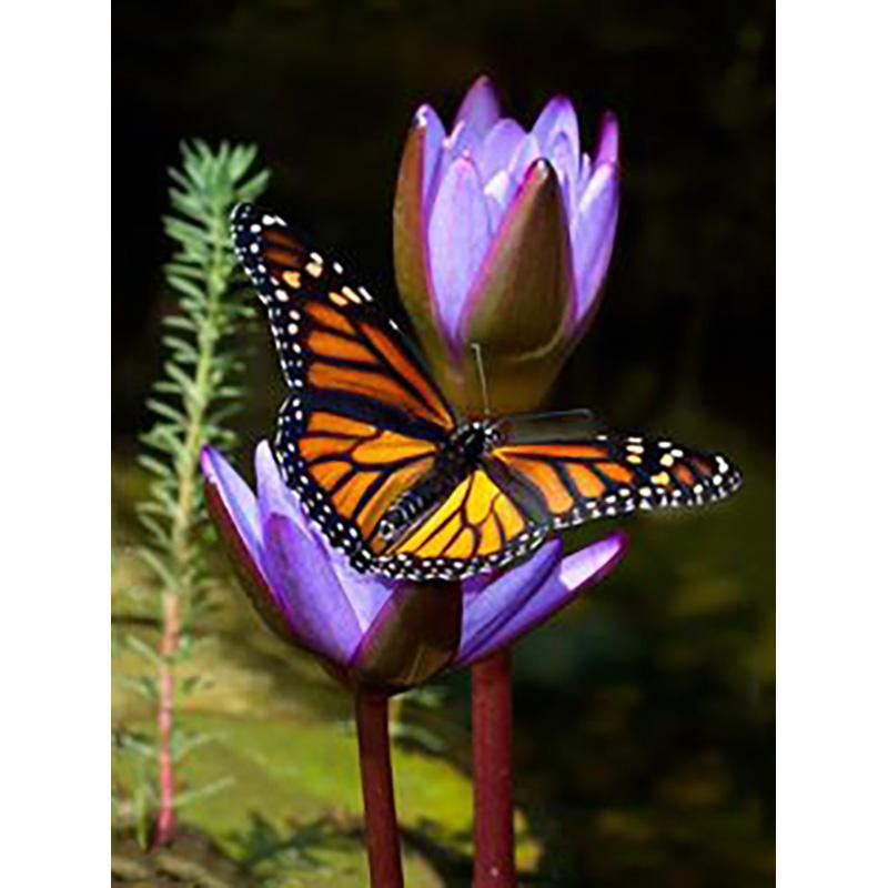 DIY 5D алмазная живопись Бабочка полная круглая дрель цветочная Алмазная вышивка крестиком мозаика стены книги по искусству домашний декор подарок