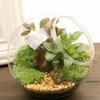 Oblique Clear Glass Ball Vase Clear Succulents Plant Container Borosilicate Glass Vase Hydroponics