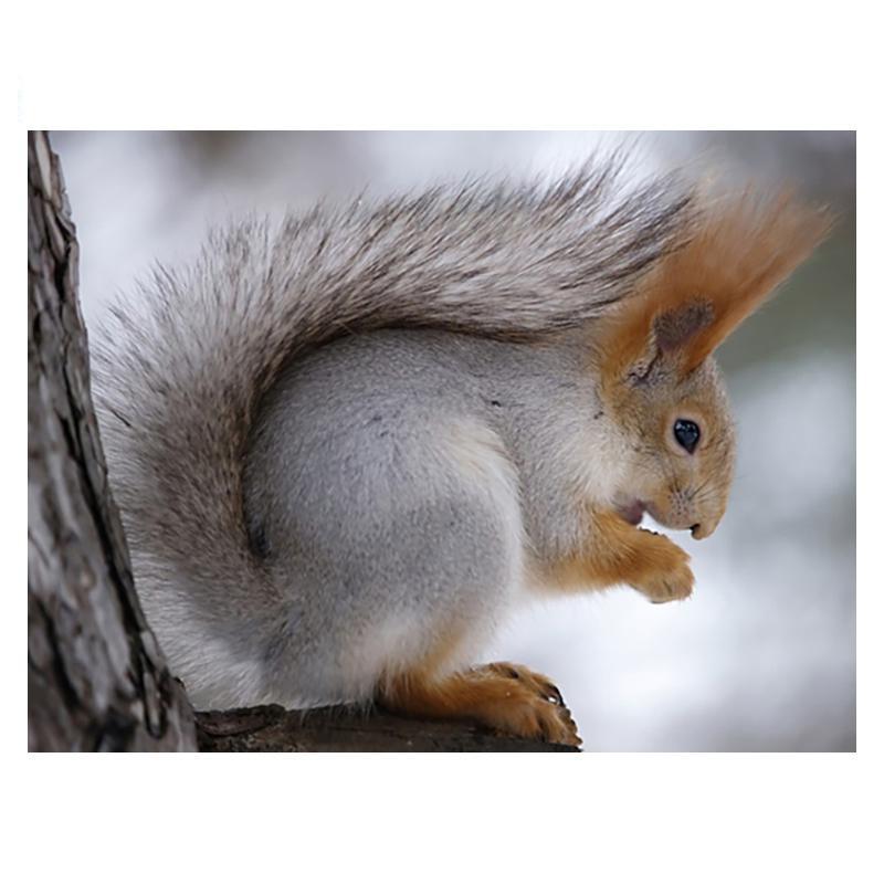 5D DIY Алмазная картина Деревянная белка Алмазная мозаика Алмазная вышивка Полный набор Наборы для вышивки крестом Домашний декор Подарки