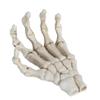Halloween Skeleton Hands High Hardness Corrosion Resistance Light Weight Hand Bone Ornaments for