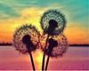 5D Diy Diamond Painting Dandelion Diamond Embroidery Mosaic Sunset Flower Cross Stitch Mosaic Picture Home Decoration Gift