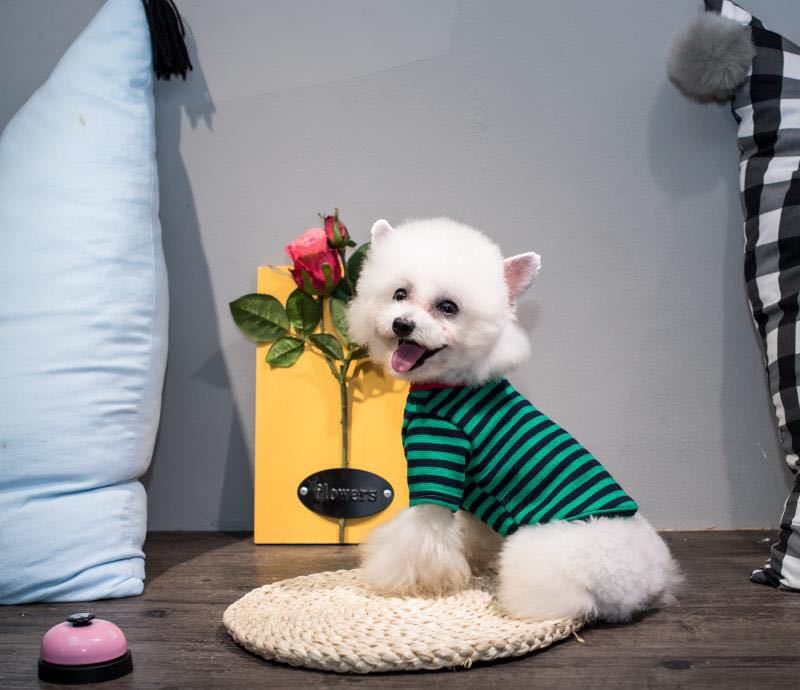 Футболка в полоску для домашних животных, полосатая майка с изображением маленького медведя, хлопковая дышащая одежда для осени и зимы, свитер для собак, одежда для собак