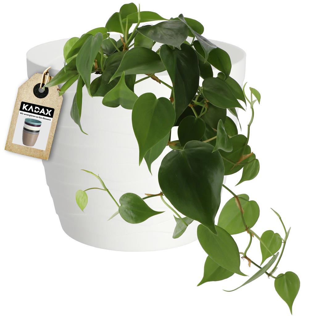 KADAX Doniczka Donica Osłonka Na Kwiaty Biała Okrągła 11cm Plastikowa