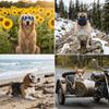 Anti Ultraviolet Dog Sun Goggles Wind Tough Pet Eyewear Canine Goggles  Photo Taking