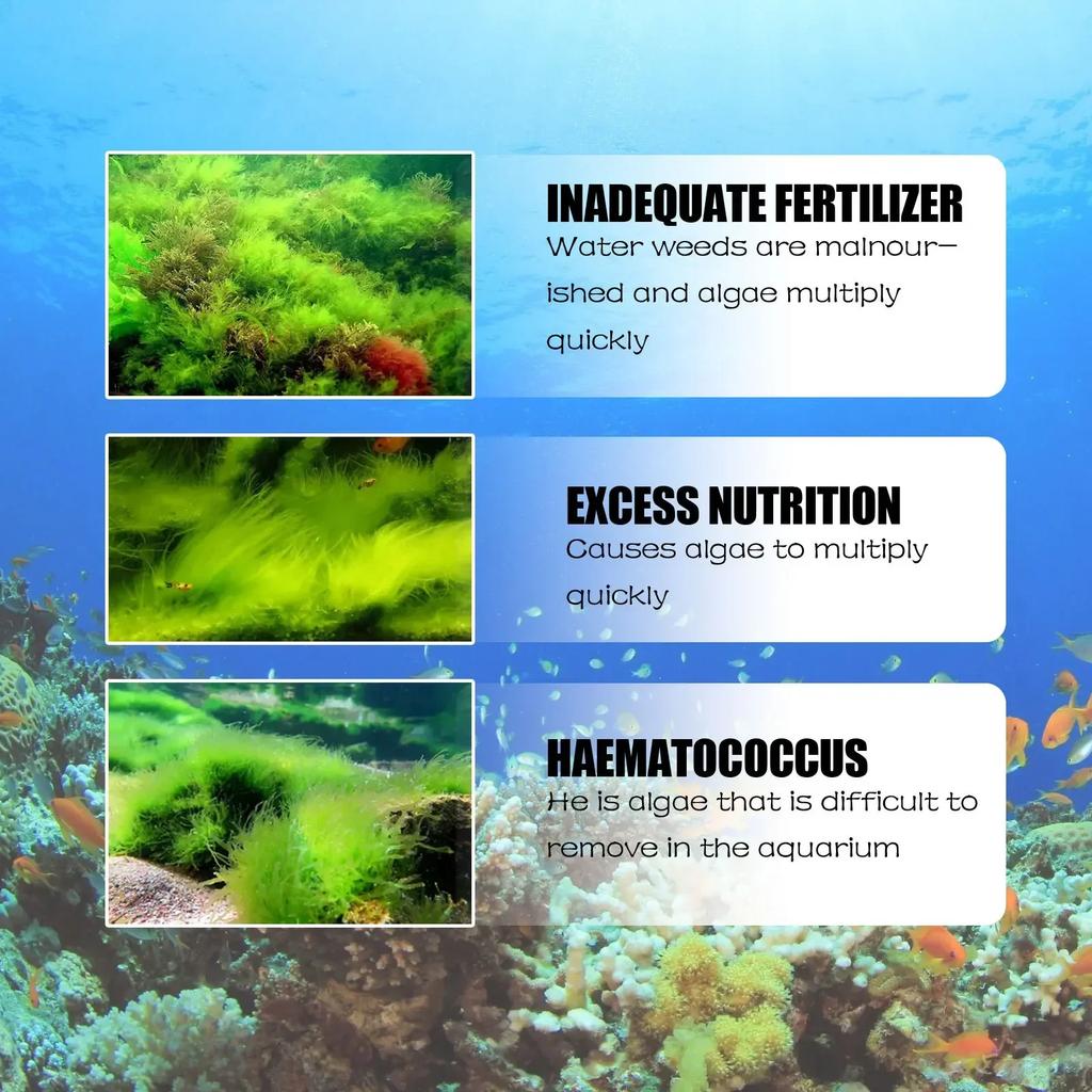 50 г высокоэффективный альгицид, водоросли, мох, снижение контроля очистки воды, безопасный эффективный альгицид для аквариумного пруда