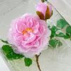 1шт искусственные цветы домашний декор букет пионов высокое качество свадебная цветочная композиция элегантный и роскошный 2 головки 62см