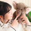 Cute Long Nose Elephant Plush Doll Collection Animal Stuffed Toys  Birthday Gift