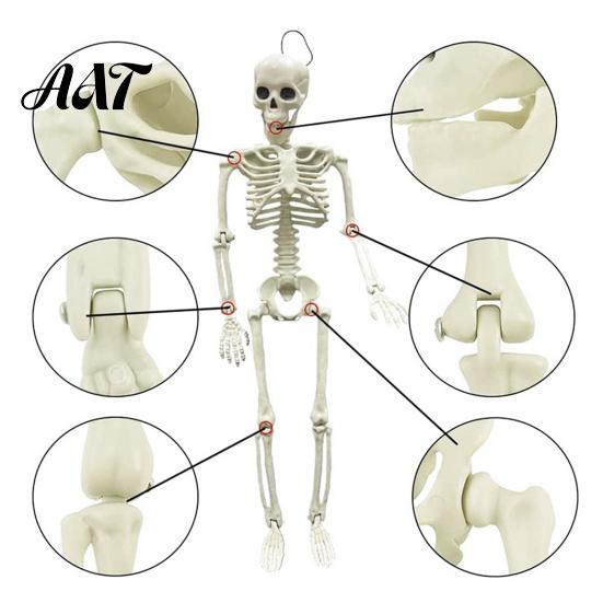Durable Skeleton Model for Cemetery Theme Halloween Decoration, 3Ft Life Size Full Body Human Bone, Realistic Posable Simulation Bone Structure Stage