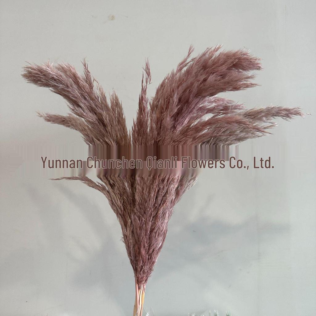 Dried Small Reed Flower Bouquet for Home Decor, Floral Art, Landscaping, and Weddings