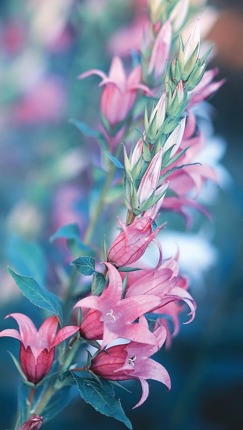 Картина-обогреватель "Колокольчики" на пленке Monocrystal 105x60 см 300 Вт